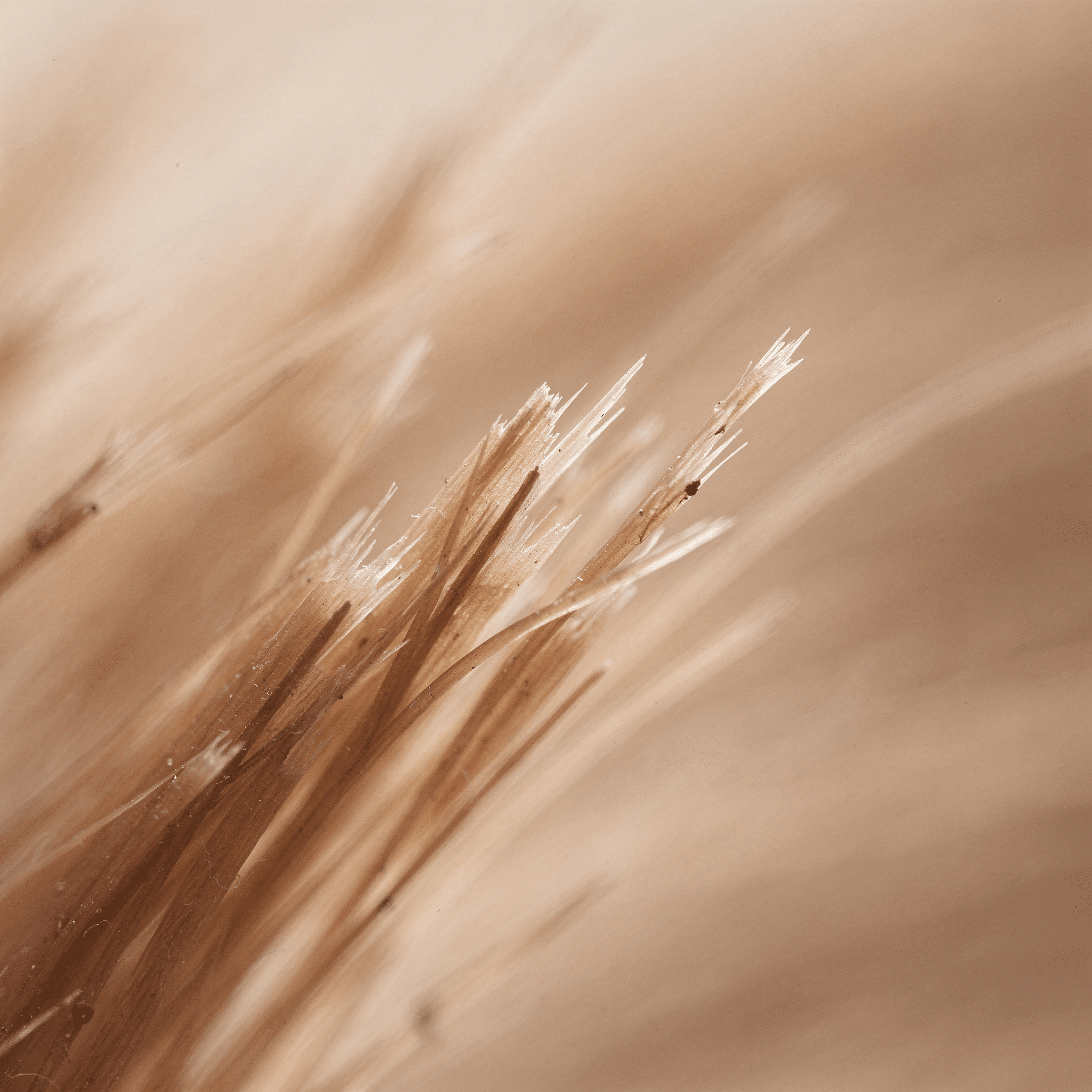 Spliss: Erkennen, Ursachen & was wirklich hilft 2026 - Flortree